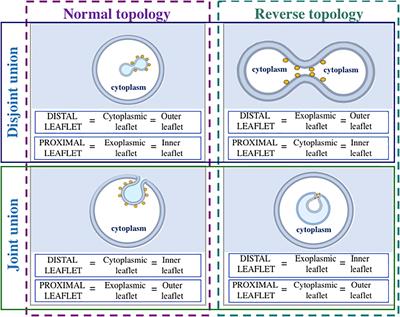 Protein Amphipathic Helix Insertion: A Mechanism to Induce Membrane Fission